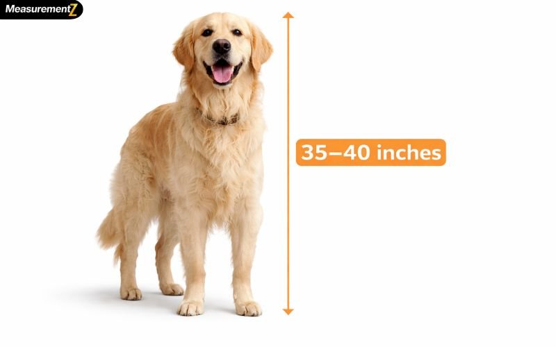 How Tall is 40 Inches