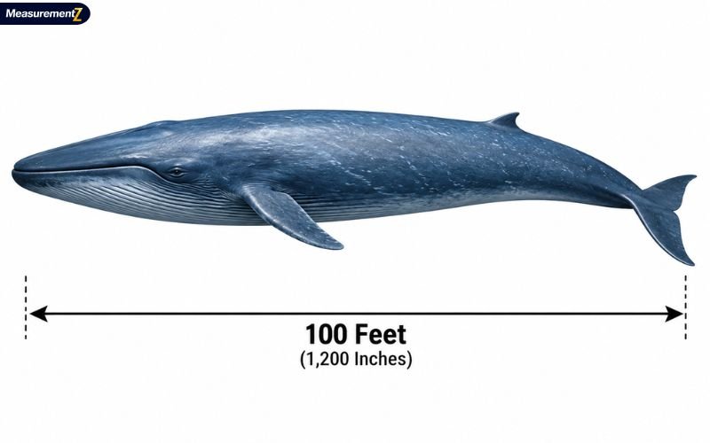 How Long Is 100 Feet