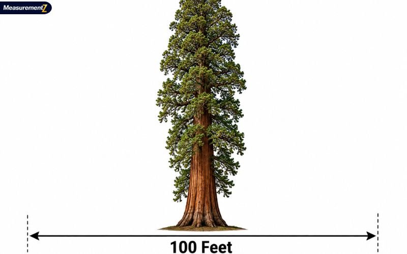 How Long Is 100 Feet