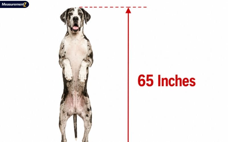 How Tall Is 65 Inches